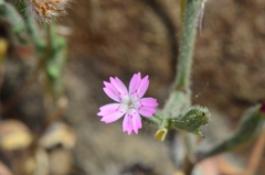 Magnoliopsida