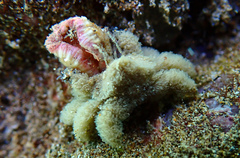 Polydectus cupulifer