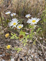 Aphanostephus skirrhobasis thalassius