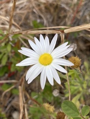 Aphanostephus skirrhobasis thalassius