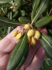 Pittosporum tobira image