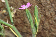 Magnoliopsida