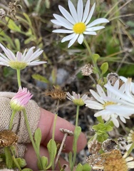 Aphanostephus skirrhobasis thalassius
