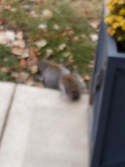 Sciurus carolinensis