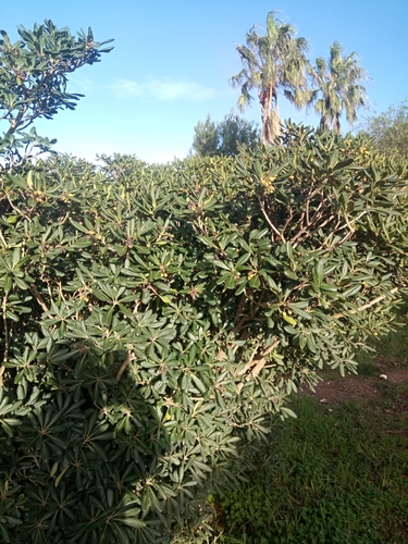 Pittosporum tobira image