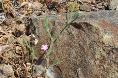 Magnoliopsida