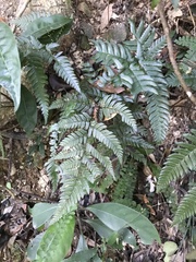 Arachniodes chinensis