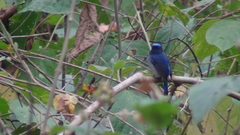 Niltava macgrigoriae