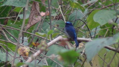 Niltava macgrigoriae