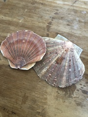 Pecten
