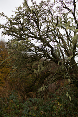 Usnea articulata