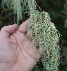 Usnea articulata