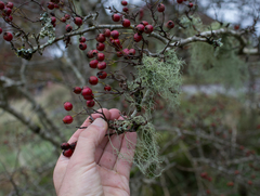 Usnea articulata