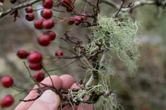 Usnea articulata