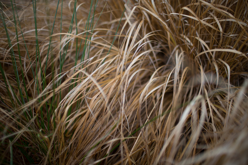 Purple moor grass
