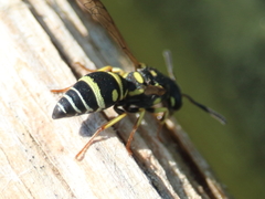 Stenodynerus anormis