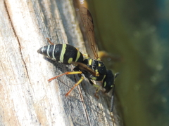 Stenodynerus anormis