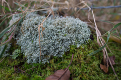 Sphaerophorus globosus