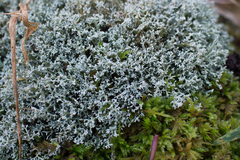 Sphaerophorus globosus