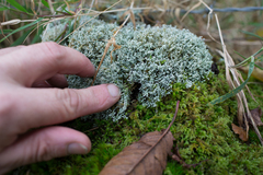 Sphaerophorus globosus