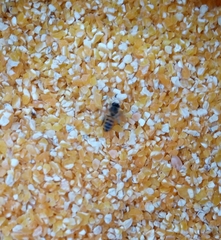 Apis mellifera