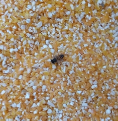 Apis mellifera