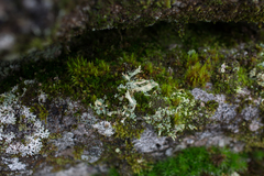 Cladonia polydactyla