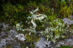 Cladonia polydactyla