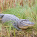 American Alligator - Photo (c) Cletus Lee, some rights reserved (CC BY-NC-ND)