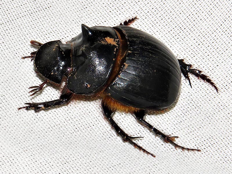 Triplehorn Dung Beetle
