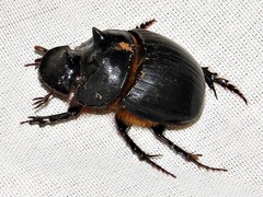 Catharsius tricornutus