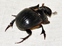 Catharsius tricornutus