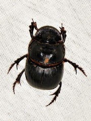 Catharsius tricornutus