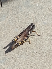 Melanoplus ponderosus