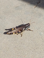 Melanoplus ponderosus
