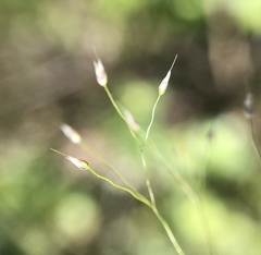 Aira elegans
