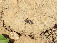 Cyrtopogon bimaculus