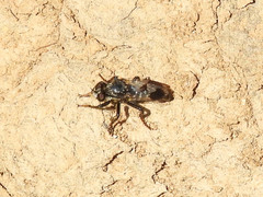 Cyrtopogon bimaculus