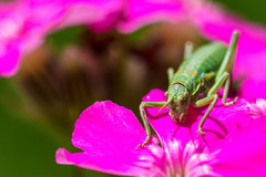 Ephippiger terrestris