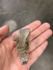 Elgaria multicarinata