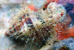 Monoplex intermedius