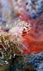 Monoplex intermedius