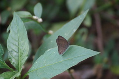Cissia phronius