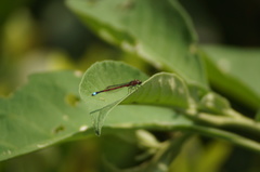 Oxyagrion