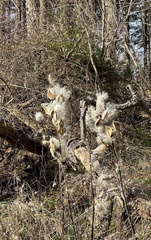 Asclepias syriaca