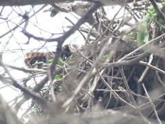 Parabuteo unicinctus