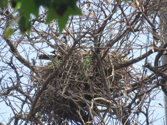 Parabuteo unicinctus