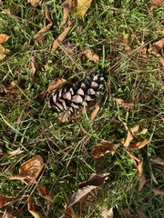 Pinus strobus