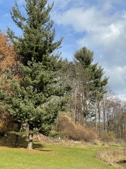 Pinus strobus