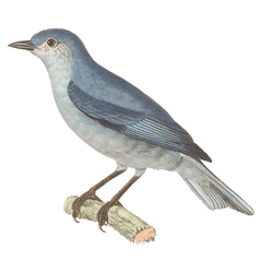 Pearly-Breasted Conebill photo 2